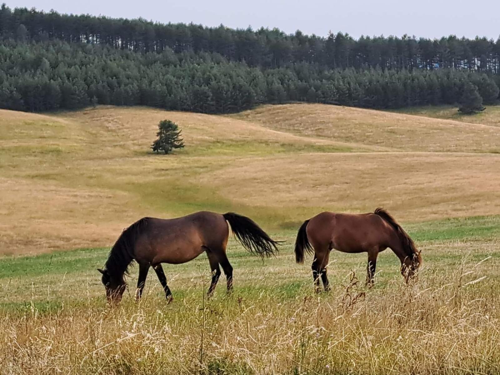 Apartman Nimfa Zlatibor Esterno foto